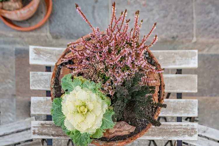 Blumen-Arrangement mit Heide und Kohl in einer schlichten Blumenschale für den Herbst