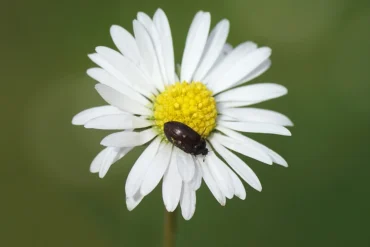 brauner pelzkäfer auf blume