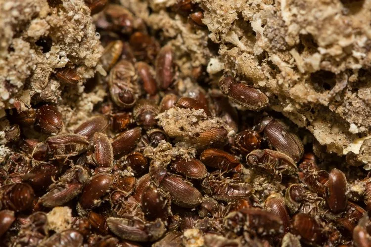 Brotkäfer (Stegobium paniceum) in Haferflocken beseitigen