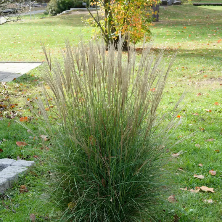 calamagrostis x acutiflora 'karl foerster'