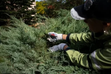 Der Herbst ist für den Form- und Pflegeschnitt gut geeignet