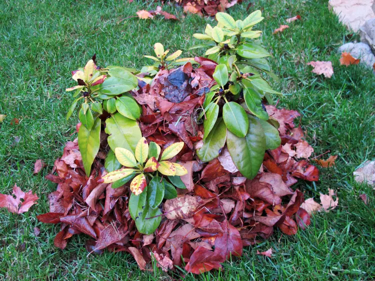 der perfekte winterschutz für junge rhododendren