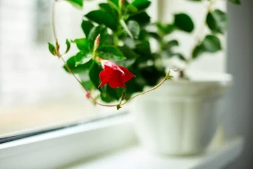 der richtige standort für die mandevilla in der wohnung