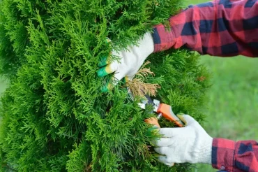 Der Spätwinter- oder Herbstschnitt fördern einen dichten Wuchs im Frühjahr