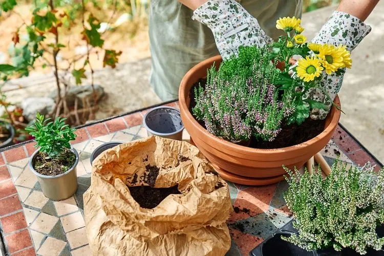 Dezentes Heidekraut mit kräftig blühenden Herbstblumen kombinieren für Balkon oder Terrasse