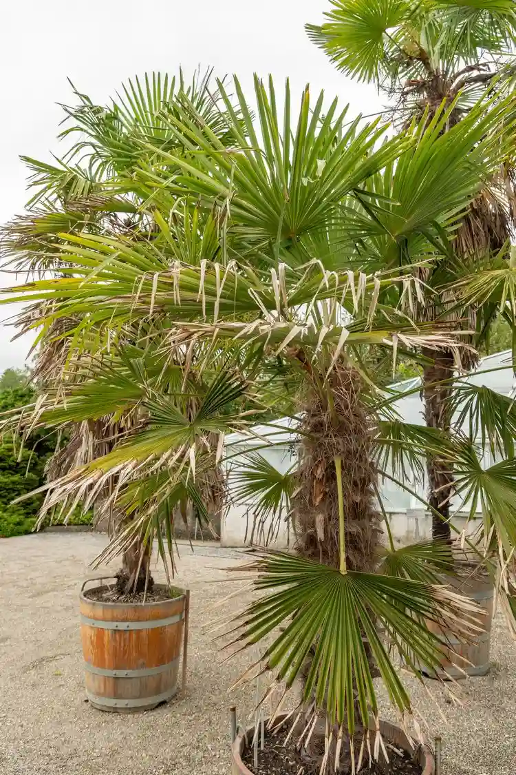 Die Chinesische Hanfpalme (Trachycarpus fortunei)