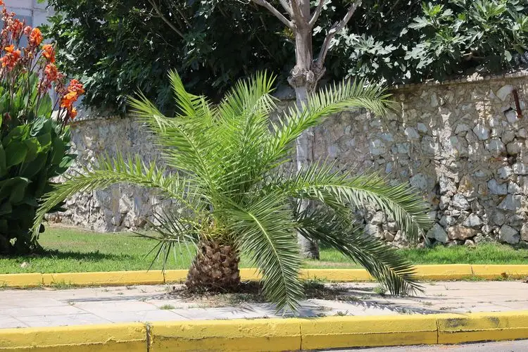 Die Kanarische Dattelpalme (Phoenix canariensis)