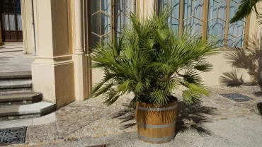 Die Zwergpalme (Chamaerops humilis)