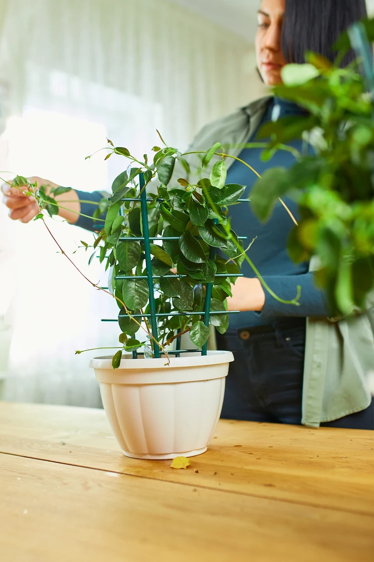 dipladenia im herbst zurückschneiden