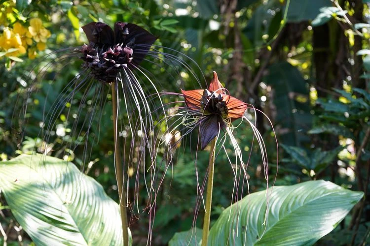 echte schwarze blumen fledermausblumen