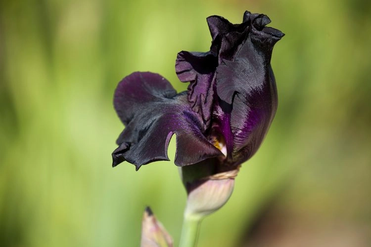 echte schwarze hohe bart iris ‘before the storm’