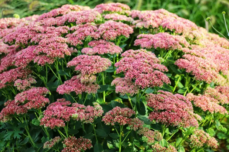 fetthenne (sedum)