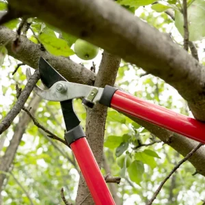 fruchtholz am apfelbaum erkennnen