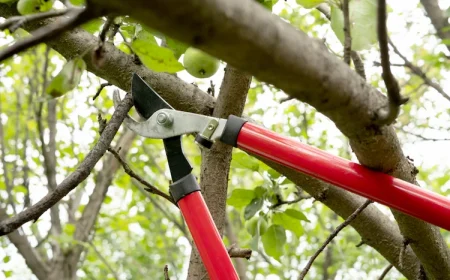 fruchtholz am apfelbaum erkennnen