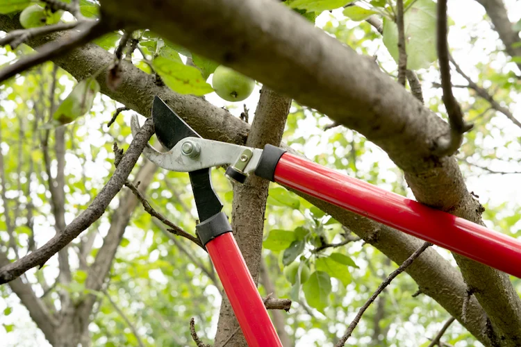 fruchtholz am apfelbaum erkennnen