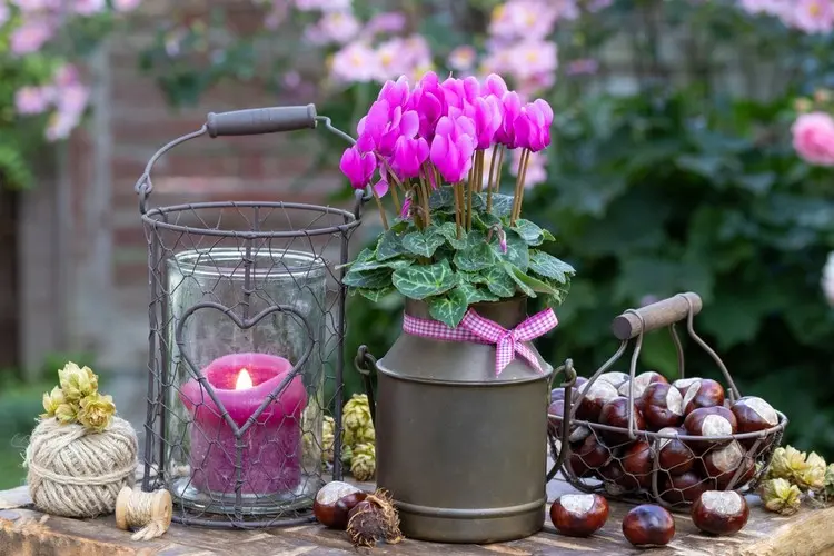 Gartentisch gestalten mit Alpenveilchen, Laterne und einem Korb mit Herbstkastanien