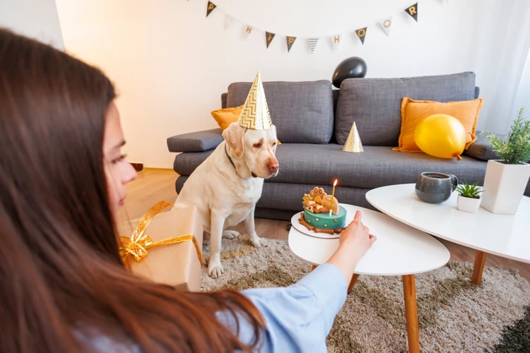 geburtstagsfeier für labrador