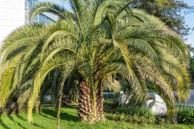 Geleepalme (Butia capitata)