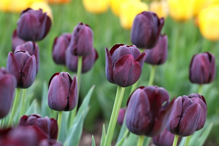 gibt es schwarze blumen tulpe ‘queen of night’