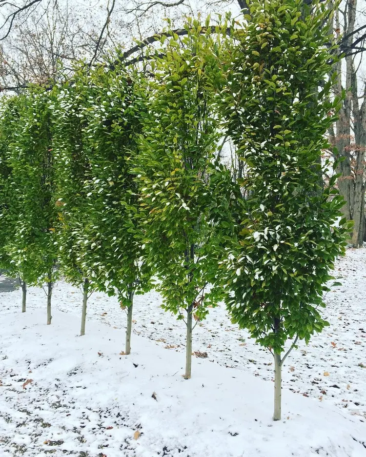 Hainbuchen schneidet man im Sommer oder spätesten im späten Winter