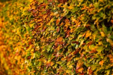 Hainbuchen sind winterhart und dichter, wenn sie richtig geschnitten werden