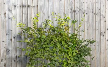 Hainbuchenhecke dicht bekommen bei jungen Pflanzen