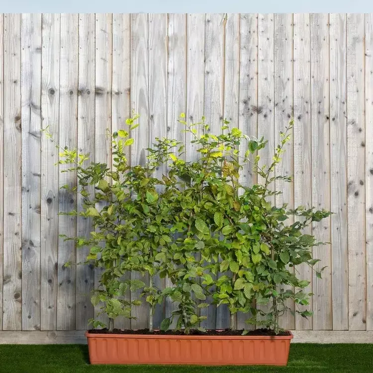 Hainbuchenhecke dicht bekommen bei jungen Pflanzen