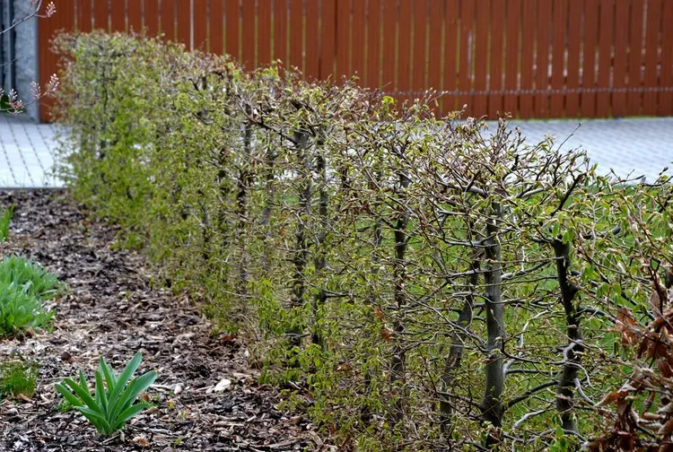 Hainbuchenhecke dicht bekommen bei Jungpflanzen mit regelmäßigem Formschnitt