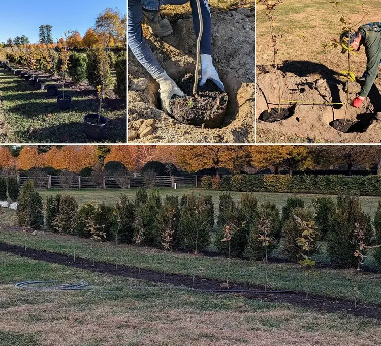 Hainbuchenhecke dicht bekommen mit dem richtigen Pflanzabstand