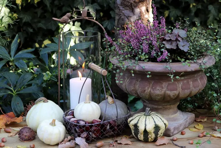 Herbstliche Pflanzschale gestalten mit frosttoleranten Herbstblühern oder Blattschmuckstauden