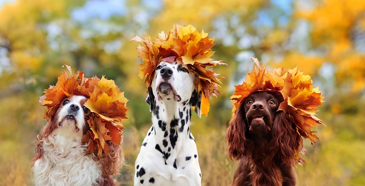 Herbstspaß mit Laub - Blätterkrone für Hunde zum Fotoshooting