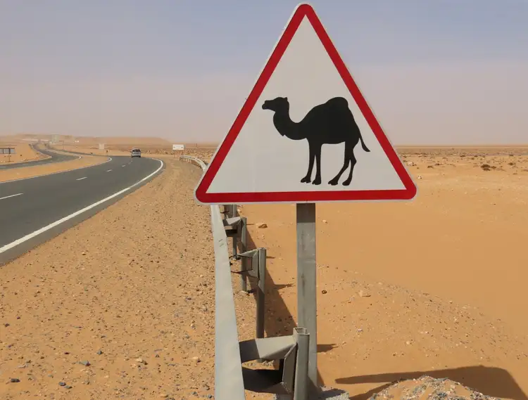 kamel warnschild auf einer straße in der marokkanischen wüste