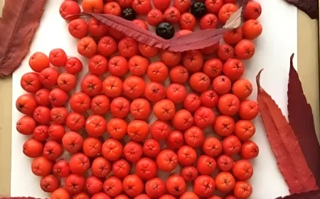 Katze basteln mit Vogelbeeren und einem dünnen Blatt als Schnurrhaare