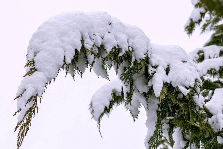 Schneelast beschädigt Thuja-Äste im Winter