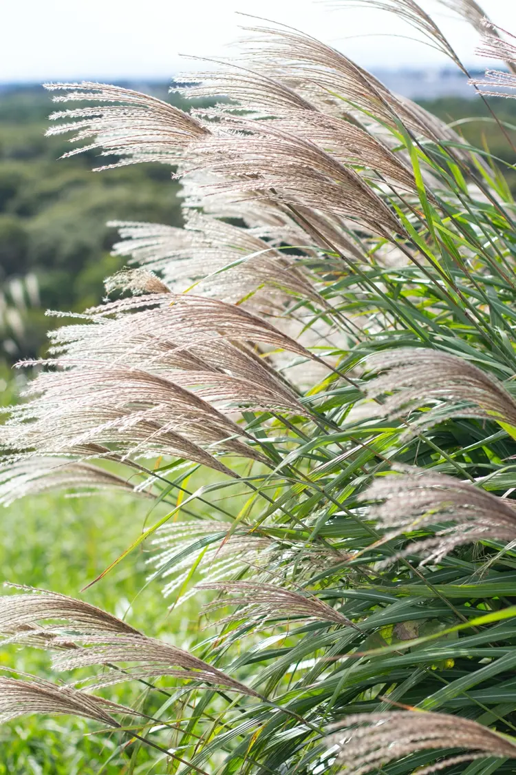 miscanthus sinensis chinaschilfgras