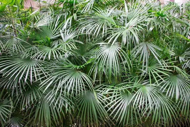 Nadelpalme (Rhapidophyllum hystrix)