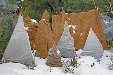 Sträucher vor Schnee und Frost schützen