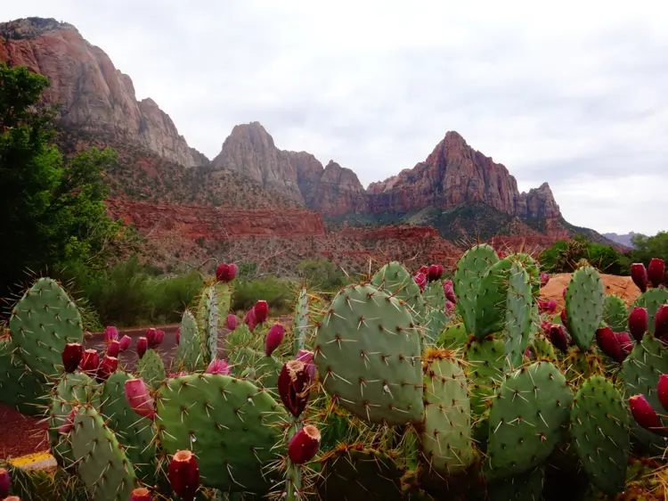 opuntia kakteen in ihrer natürlichen umgebung