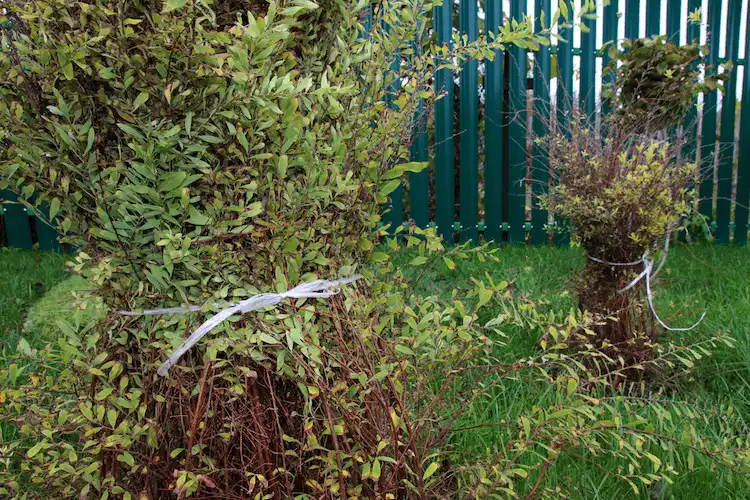 Ziersträucher im Herbst zusammenbinden Anleitung Schritt für Schritt