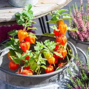 Physalis im Herbst ernten und überwintern