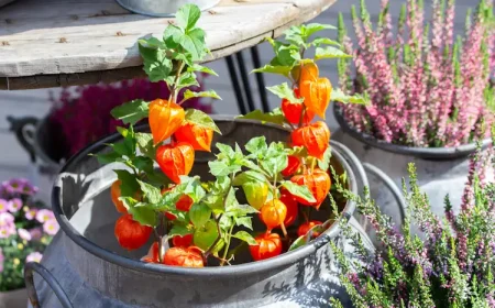 Physalis im Herbst ernten und überwintern