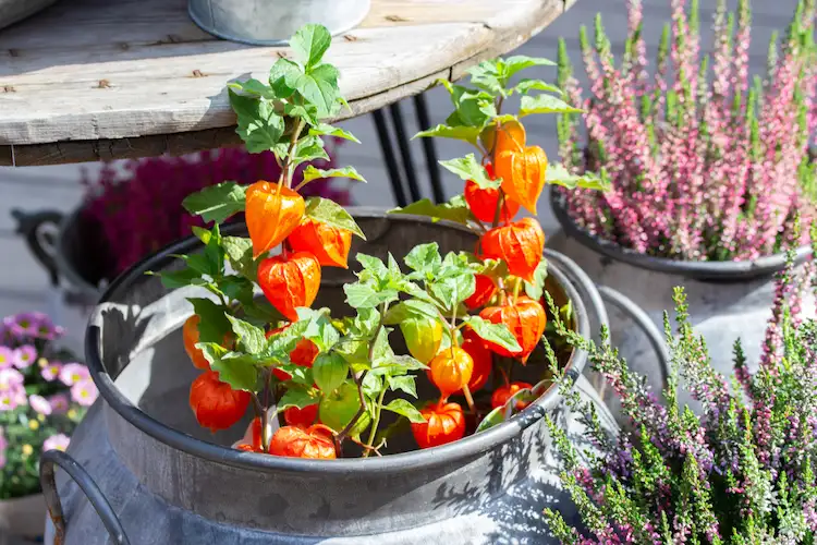 Physalis im Herbst ernten und überwintern