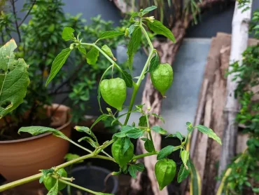 Physalis im Topf überwintern Anleitung