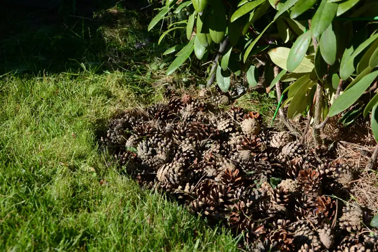 pinienzapfen mulch unter rhododendren