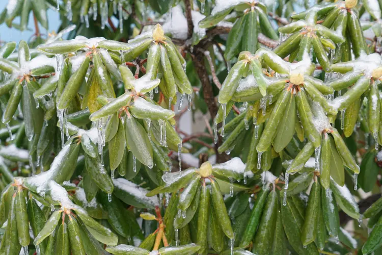 rhododendron unter schnee und eis