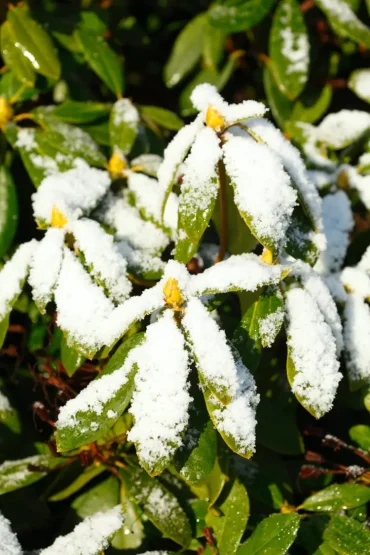 rhododendron unter schneedecke