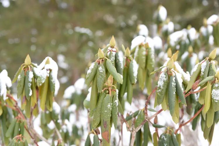 rhododendronblätter im schnee