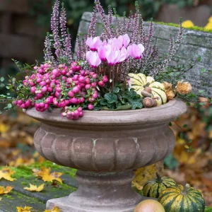 Schale herbstlich bepflanzen mit Perlenstrauch, Alpenveilchen, Erika und Zierkürbis als Deko