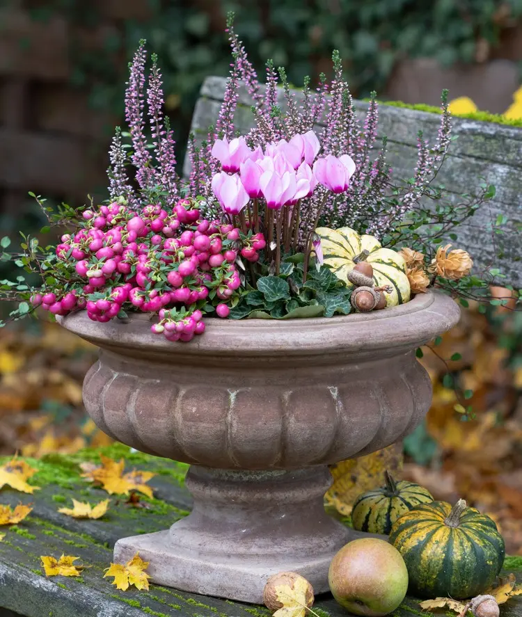 Schale herbstlich bepflanzen mit Perlenstrauch, Alpenveilchen, Erika und Zierkürbis als Deko