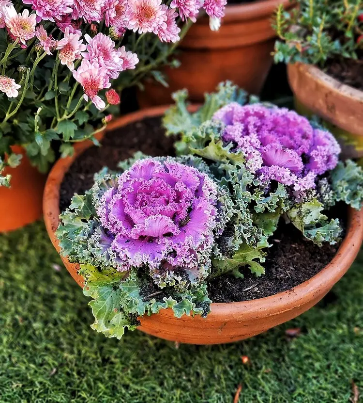 Schale herbstlich bepflanzen mit Zierkohl in Grün und Pink